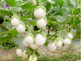 蛋茄种植技术